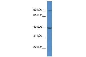 Western Blot showing C9orf64 antibody used at a concentration of 1. (C9orf64 anticorps  (C-Term))