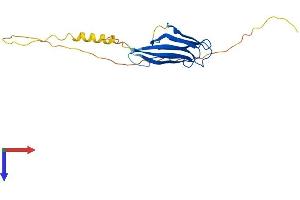 AlphaFold protein structure predicition of Human Recombinant NPM2 Protein, UniprotID Q86SE8