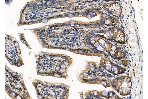 ABIN6264656 and ABIN6279714 at 1/100 staining Mouse colorectal tissue by IHC-P. (RASSF3 anticorps  (Internal Region))