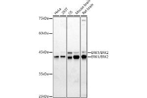 Western blot analysis of extracts of various cell lines, using ERK1/ERK2 antibody (ABIN7268619) at 1:1000 dilution. (ERK1 anticorps  (AA 200-300))
