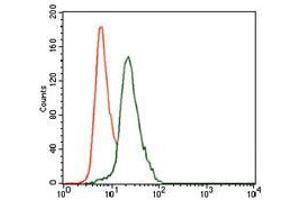 Flow cytometric analysis of HeLa cells using KRT13 mouse mAb (green) and negative control (red).