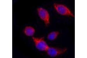 Immunofluorescence (IF) image for anti-Keratin 18 (KRT18) antibody (ABIN2664918) (Cytokeratin 18 anticorps)
