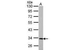 Image no. 3 for anti-3-hydroxyisobutyrate Dehydrogenase (HIBADH) (AA 128-336) antibody (ABIN1501894)