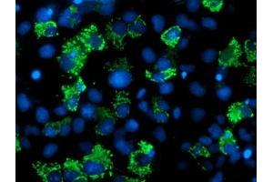 Immunofluorescence (IF) image for anti-Adenylate Kinase 4 (AK4) antibody (ABIN1496526)