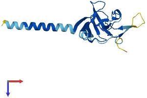 AlphaFold protein structure predicition of Human Recombinant IMMP1L Protein, UniprotID Q96LU5