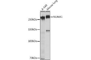 Western blot analysis of extracts of various cell lines, using NUM Rabbit mAb (ABIN7269002) at 1:1000 dilution. (NUMA1 anticorps)
