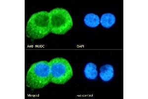 (ABIN571024) Immunofluorescence analysis of paraformaldehyde fixed A431 cells, permeabilized with 0.