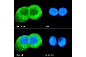 (ABIN571024) Immunofluorescence analysis of paraformaldehyde fixed A431 cells, permeabilized with 0. (NUDC anticorps  (Internal Region))