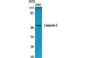 Western Blot (WB) analysis of specific cells using Caspase-2 Polyclonal Antibody. (Caspase 2 anticorps  (Ser197))