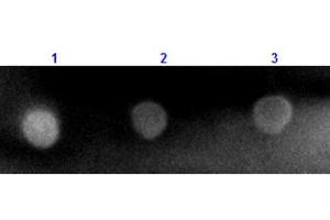 Dot Blot results of Mouse Anti-Rabbit IgG Antibody Rhodamine Conjugated. (Souris anti-Lapin IgG (Heavy & Light Chain) Anticorps (TRITC) - Preadsorbed)