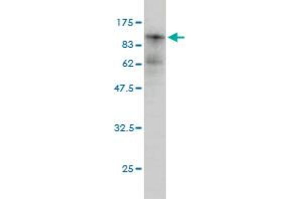 PKC iota anticorps  (AA 1-587)