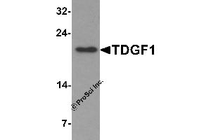 Western Blotting (WB) image for anti-Teratocarcinoma-Derived Growth Factor 1 (TDGF1) (N-Term) antibody (ABIN1077401)