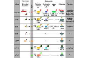 Most modifiers mature by proteolytic processing from inactive precursors (“a” = amino acid).