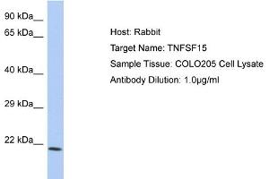 Host: Rabbit Target Name: TNFSF15 Sample Type: COLO205 Whole cell lysates Antibody Dilution: 1. (TNFSF15 anticorps  (C-Term))