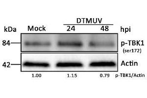 DEF cells were mock-infected or infected with DTMUV at an MOI of 1 for 24 and 48 h.