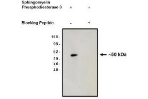 Image no. 1 for anti-Sphingomyelin Phosphodiesterase 3 (SMPD3) antibody (ABIN4620370) (SMPD3 anticorps)