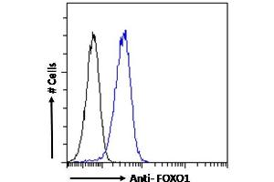ABIN190814 Flow cytometric analysis of paraformaldehyde fixed A431 cells (blue line), permeabilized with 0. (FOXO1 anticorps  (Internal Region))