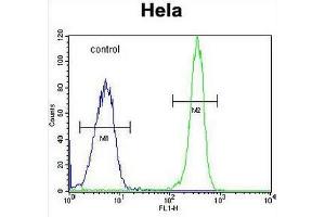 COL4A2 Antibody (N-term) flow cytometric analysis of Hela cells (right histogram) compared to a negative control cell (left histogram). (COL4a2 anticorps  (Chain alpha 2, N-Term))