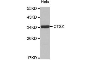 Western Blotting (WB) image for anti-Cathepsin Z (CTSZ) (AA 1-303) antibody (ABIN6219750) (Cathepsin Z anticorps  (AA 1-303))