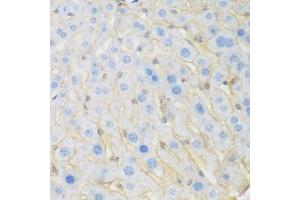 Immunohistochemistry of paraffin-embedded mouse liver using KIAA1456 antibody (ABIN5974326) at dilution of 1/200 (40x lens). (KIAA1456 anticorps)