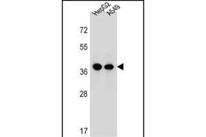 ERLIN1 Antibody (Center) (ABIN657002 and ABIN2846181) western blot analysis in HepG2,A549 cell line lysates (35 μg/lane). (ERLIN1 anticorps  (AA 244-273))