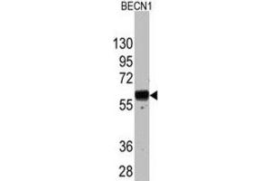 Western Blotting (WB) image for anti-Beclin 1, Autophagy Related (BECN1) antibody (ABIN2909625)