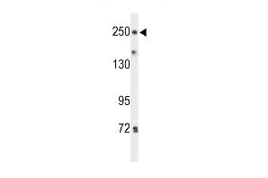 Western blot analysis of PTPRD Antibody (N-term) (ABIN653540 and ABIN2842928) in Hela cell line lysates (35 μg/lane).
