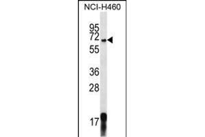 GPSM1 Antibody (Center) (ABIN656666 and ABIN2845906) western blot analysis in NCI- cell line lysates (35 μg/lane). (GPSM1 anticorps  (AA 439-468))
