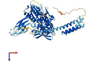 AlphaFold protein structure predicition of Mouse Recombinant Hspa1l Protein, UniprotID P16627
