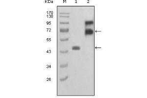 Western Blot showing FBLN2 antibody used against truncated FBLN2-Trx recombinant protein (1) and truncated FBLN2 (aa28-444)-hIgGFc transfected COS7 cell lysate (2). (FBLN2 anticorps  (AA 180-440))