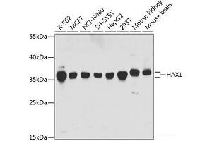 Western blot analysis of extracts of various cell lines using HAX1 Polyclonal Antibody at dilution of 1:1000. (HAX1 anticorps)
