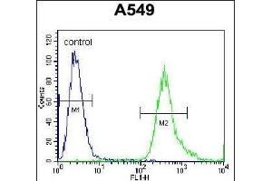 SLC25A6 Antibody (Center) (ABIN656122 and ABIN2845461) flow cytometric analysis of A549 cells (right histogram) compared to a negative control cell (left histogram). (SLC25A6 anticorps  (AA 128-155))