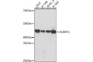 Western blot analysis of extracts of various cell lines, using  Rabbit mAb (ABIN7265552) at 1:1000 dilution. (ALKBH1 anticorps)