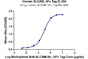 Immobilized Human ALCAM, hFc Tag at 2 μg/mL (100 μL/Well) on the plate.