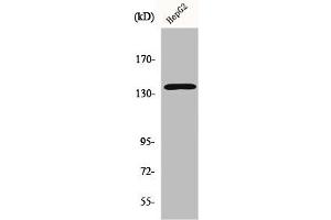Western Blot analysis of HepG2 cells using p140Cap Polyclonal Antibody (SRCIN1 anticorps  (Internal Region))