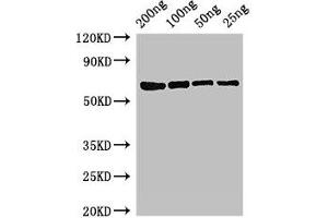 anti-MUTL (AA 1-615) antibody
