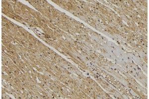 ABIN6272868 at 1/100 staining Mouse muscle tissue by IHC-P. (YME1L1 anticorps  (C-Term))
