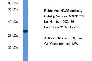 Western Blotting (WB) image for anti-Holocytochrome C Synthase (HCCS) (C-Term) antibody (ABIN2788670) (HCCS anticorps  (C-Term))