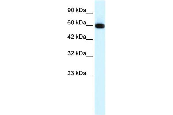 GLIS2 anticorps  (N-Term)