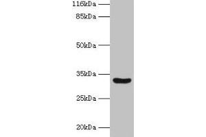 Western blot All lanes: MAIP1 antibody at 2 μg/mL + Mouse kidney tissue Secondary Goat polyclonal to rabbit IgG at 1/10000 dilution Predicted band size: 33 kDa Observed band size: 33 kDa (m-AAA Protease-Interacting Protein 1, Mitochondrial (MAIP1) (AA 97-291) anticorps)