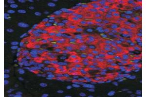 Immunoflorescence (50ug/ml) staining of islets in Mouse Pancreas. (Unc5c anticorps  (Internal Region))