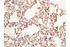 Formalin-fixed and paraffin embedded rat lung labeled with Rabbit Anti-Apg12 Polyclonal Antibody, Unconjugated  at 1:200 followed by conjugation to the secondary antibody and DAB staining