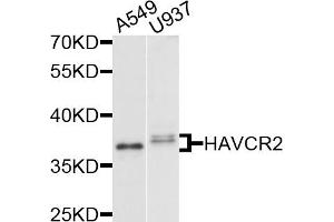 Western blot analysis of extracts of various cell lines, using HAVCR2 antibody (ABIN5971348) at 1/1000 dilution. (TIM3 anticorps)