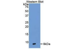 Western blot analysis of the recombinant protein. (DEFB103A anticorps  (AA 23-67))