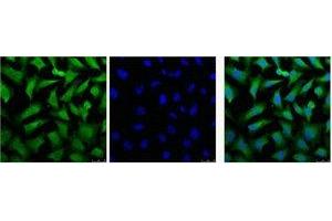 IF analysis of Hela, and DAPI (Right) diluted at 1:100.
