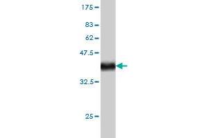 Western Blot detection against Immunogen (36.