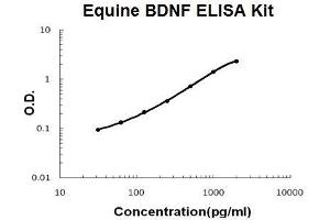 Horse equine BDNF PicoKine ELISA Kit standard curve (BDNF Kit ELISA)