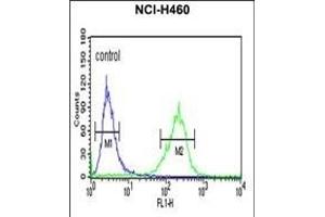 SPG20 Antibody (N-term) (ABIN652983 and ABIN2842623) flow cytometric analysis of NCI- cells (right histogram) compared to a negative control cell (left histogram).