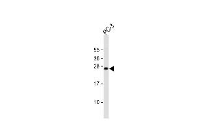 Anti-DDIT3 Antibody (C-term ) at 1:2000 dilution + PC-3 whole cell lysate Lysates/proteins at 20 μg per lane. (DDIT3 anticorps  (C-Term))