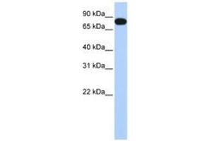 EML3 anticorps  (AA 180-229)